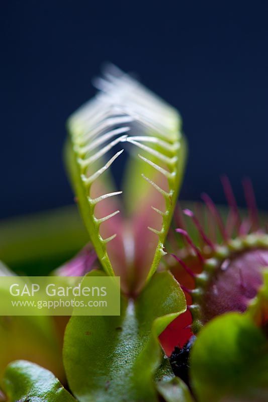 Dionaea muscipula - Venus fly trap