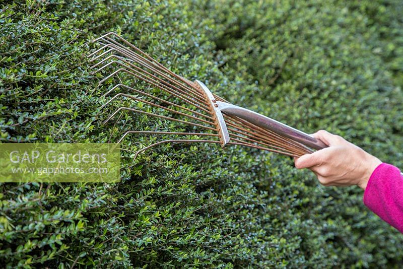 Step by Step - Maintaining a Privet hedge