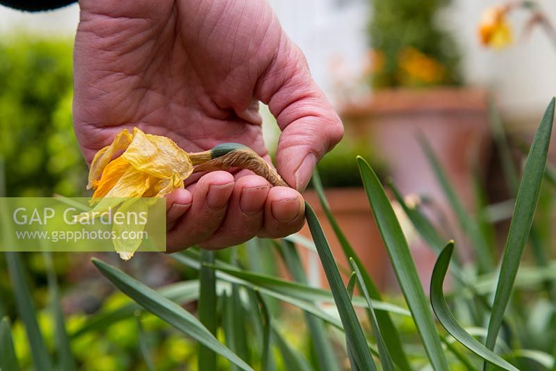 Deadheading and cutting back Narcissus