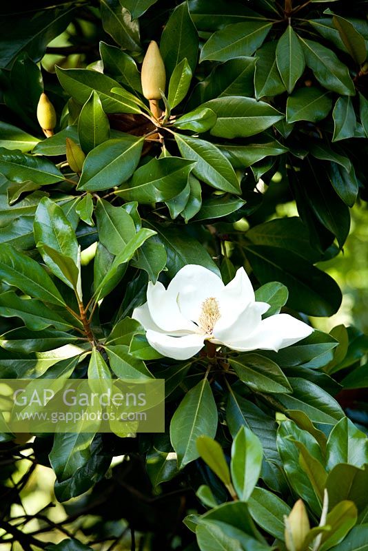 Magnolia grandiflora 'Gallisoniensis' - Fratelli Mati nursery, Pistoia, Italy