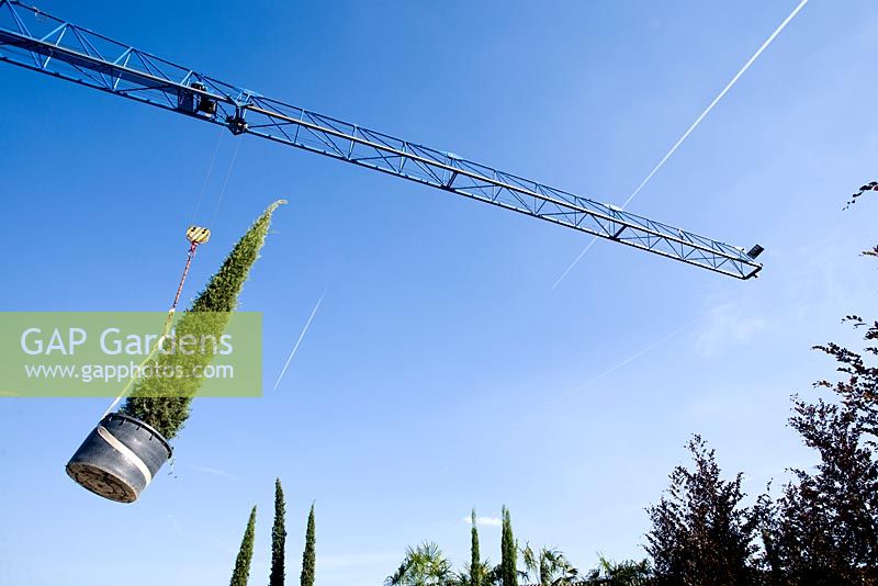 Moving Cupressus sempervirens horizontalis by crane. Fratelli Mati nursery. Pistoia. Italy
