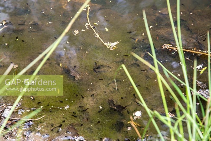 Tadpoles in a small garden pond