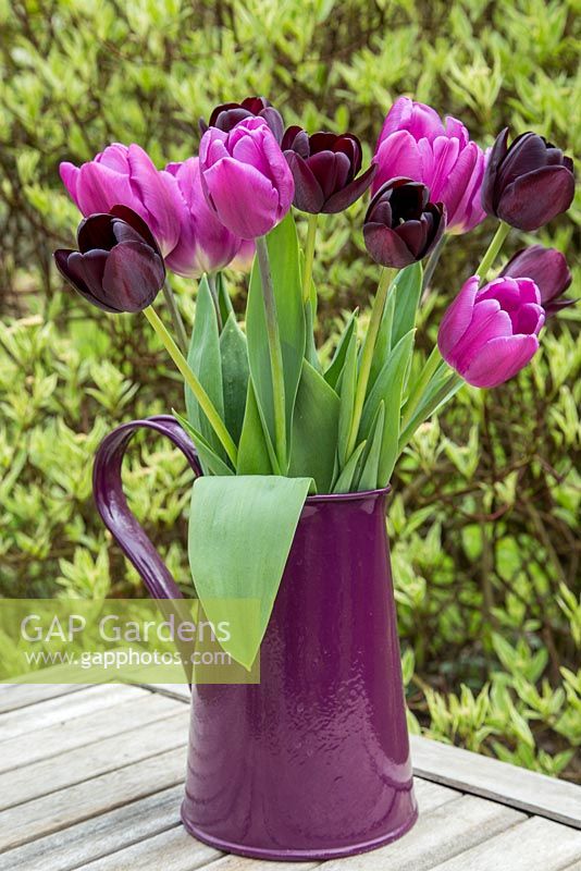 Tulipa 'Queen of Night' and 'Purple Flag'