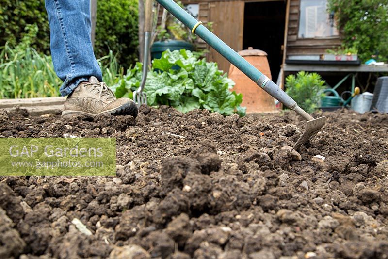 Step by Step - Planting Crimson clover, removing perennial weeds and preparing the vegetable patch for planting