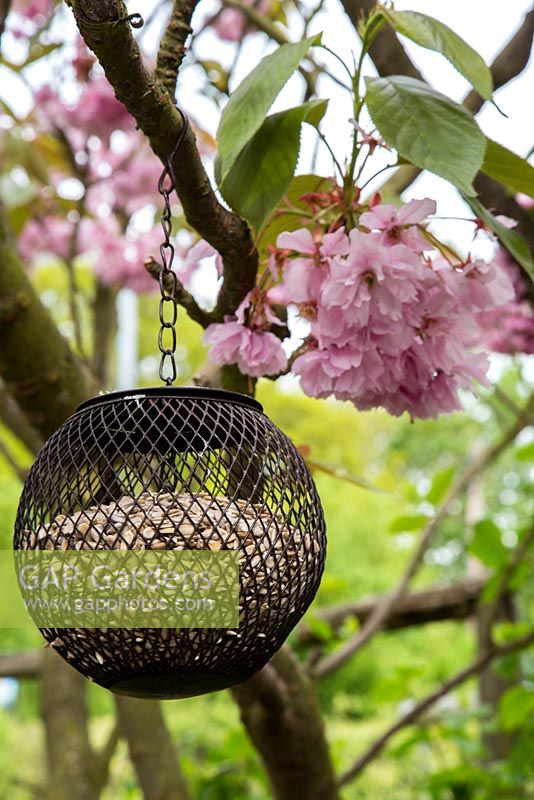 Bird feeder hanging from a blossom tree
