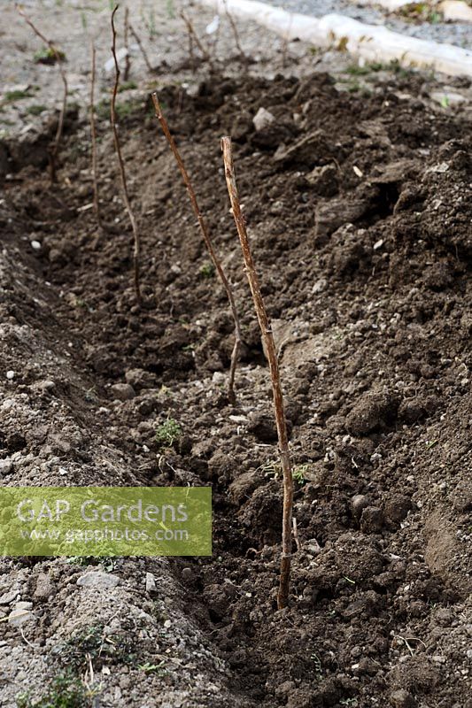 Raspberry canes planted into a trench enriched with composted human waste or 'humanure'