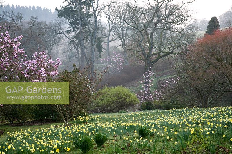 Field of Narcissi with Magnolias in the distance, Sherwood Garden, Devon
