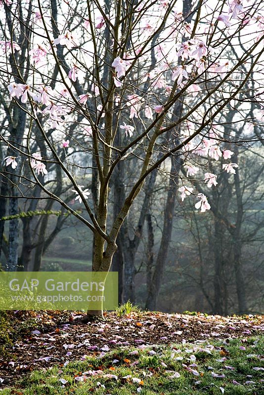 Magnolia dawsonia 'Clarke' at Sherwood Garden, Devon