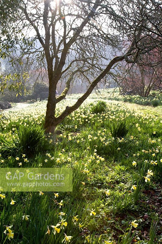 Field of Narcissi at Sherwood Garden, Devon