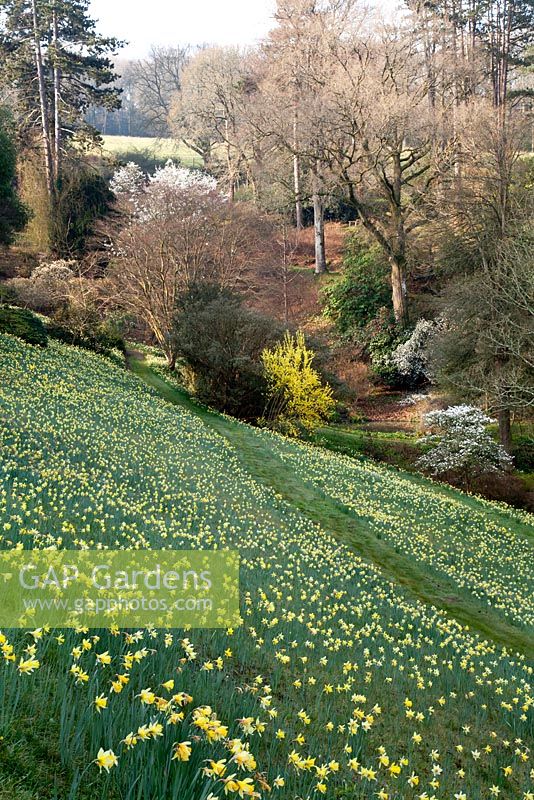 Field of Narcissi in the valley at Sherwood Garden, Devon