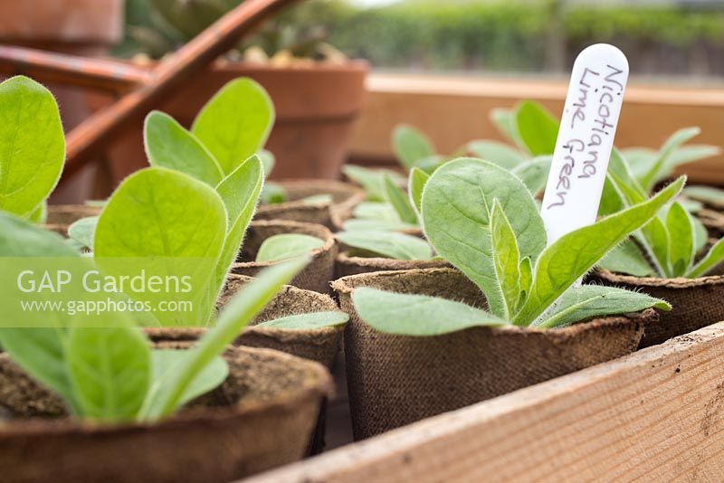 Step by Step - Nicotiana 'Lime Green' development in fibre pots