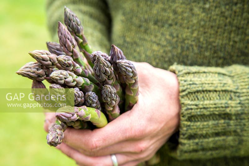 Holding freshly harvested Asparagus