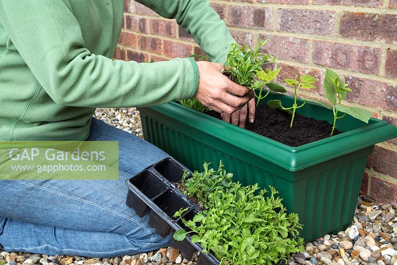 Step by Step - Container consisting of French Beans 'Climbing' and Lobelia 'Trailing Blue'