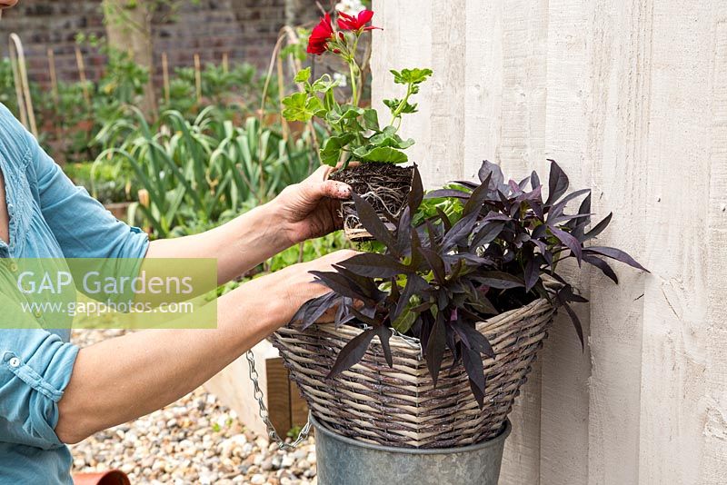 Step by Step - Hanging basket container of Ipomoea 'Bright Ideas Black' and Ivy Geranium 'Precision Red Bicolour'
