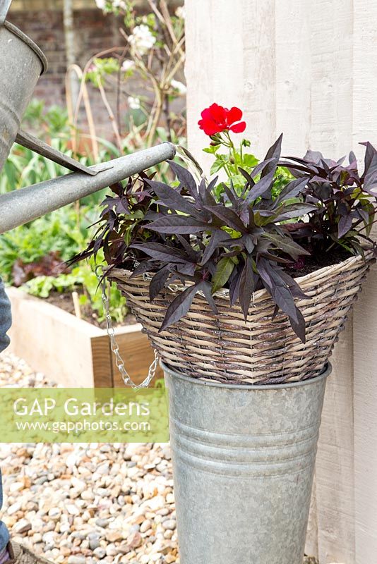 Step by Step - Hanging basket container of Ipomoea 'Bright Ideas Black' and Ivy Geranium 'Precision Red Bicolour'