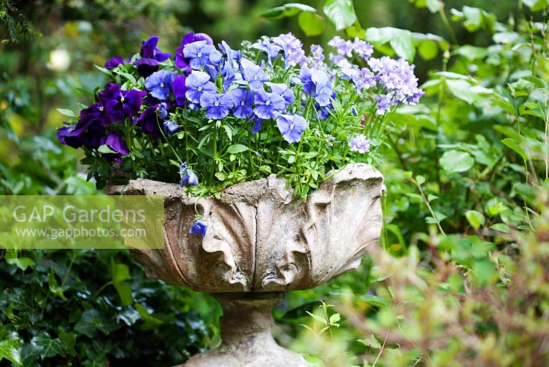 Blue and purple Pansies and Nemesia in ornate stone urn - Ocklynge Manor