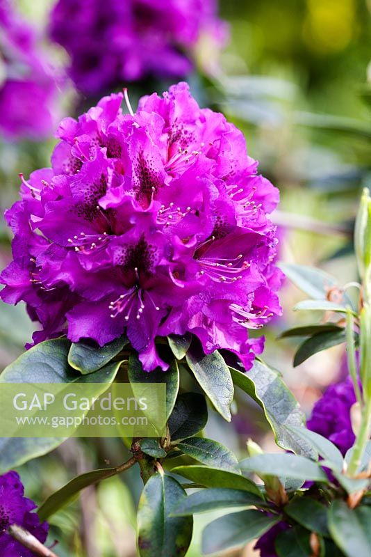Rhododendron 'Purple Splendour' - Ocklynge Manor