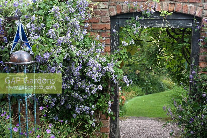 Clematis 'Perle D'Azure' at Wollerton Old Hall