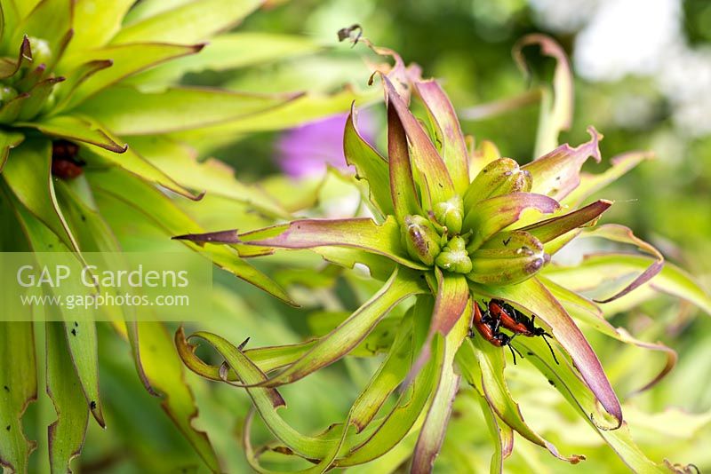 Lilioceris lilii - Copulating Lily beetles 
