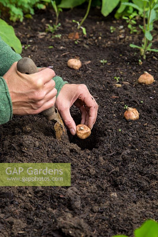 Step by Step - Planting Gladioli 'Green Star' in garden border