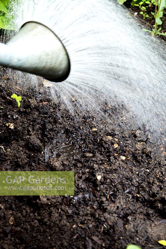Step by Step - Planting Gladioli 'Green Star' in garden border