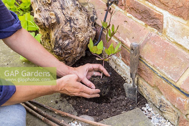Step by Step - Planting Cobaea scandens besides patio doors