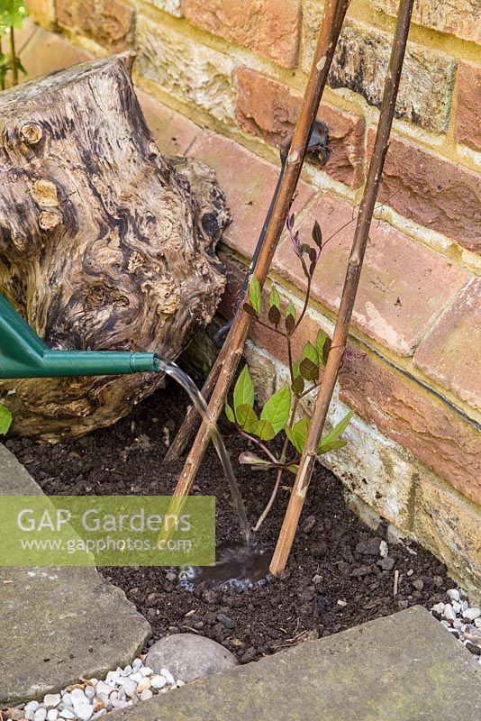 Step by Step - Planting Cobaea scandens besides patio doors