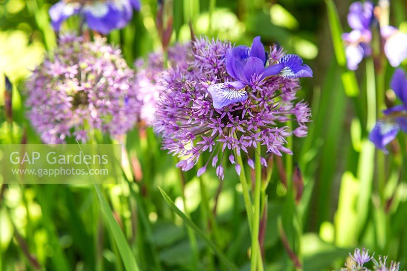 Iris sibirica and Allium aflatunense 