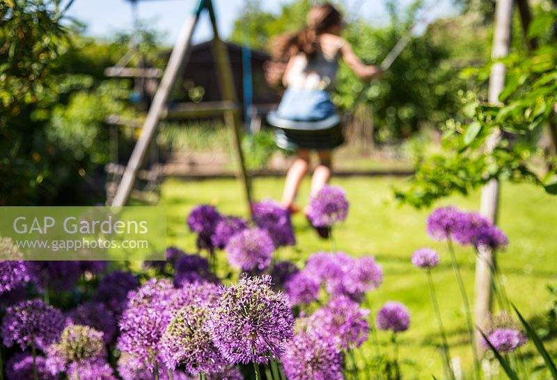 Young girl playing on swing, Allium aflatunense in foreground