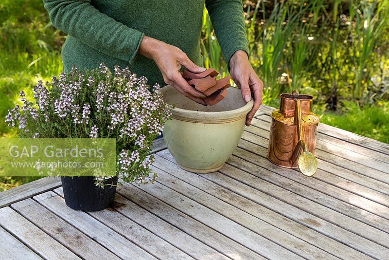 Step by Step - Planting Thyme in container, Thymus faustini