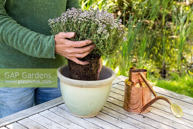 Step by Step - Planting Thyme in container, Thymus faustini