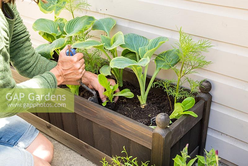 Step by Step - Planting container of Nicotiana 'Cuba Mix', Cos Lettuce 'Little Gem', Trailing Lobelia 'Fountain Crimson', Hosta 'Frances William' and Cosmos 'Sensation Mixed'
