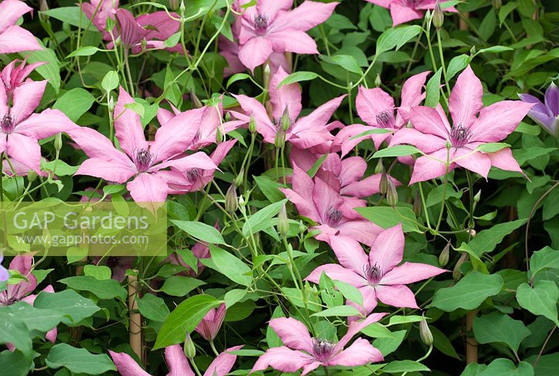 Clematis 'Giselle',New for 2013