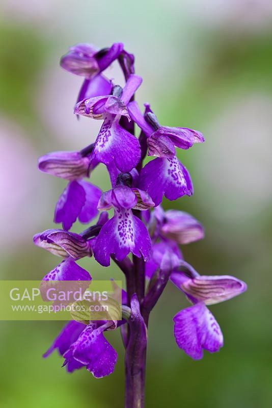 Anacamptis morio - Green-winged Orchid 