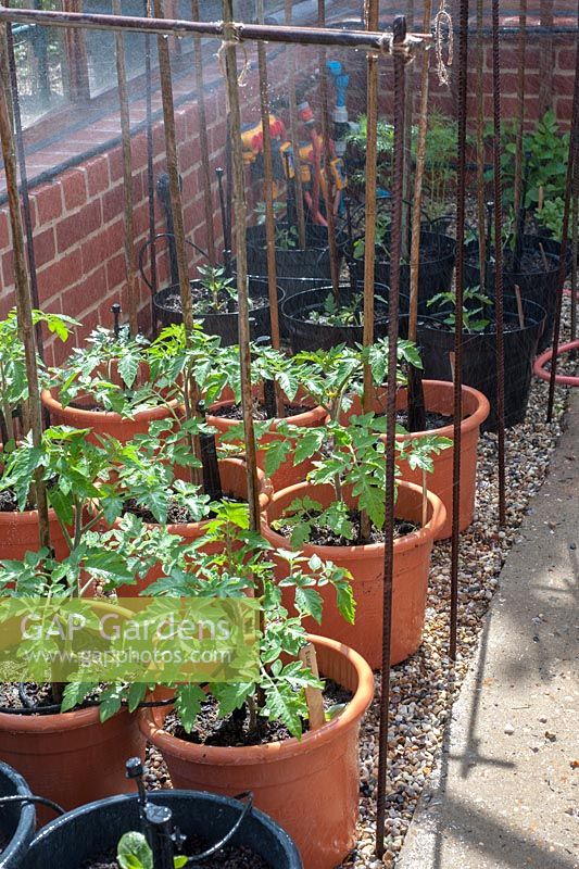 Automatic watering system for tomatoes in greenhouse