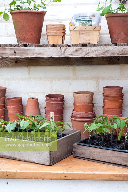 Bean seedlings in seed trays on potting bench - Phaseolus vulgaris 'Purple Teepee' and 'Borlotti'