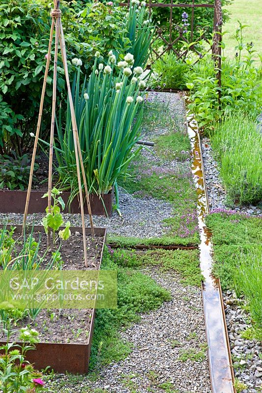 Corten steel edging for vegetable patches and a water rill next to gravel path. Plnts include Allium fistulosum, Lavandula and Thymus