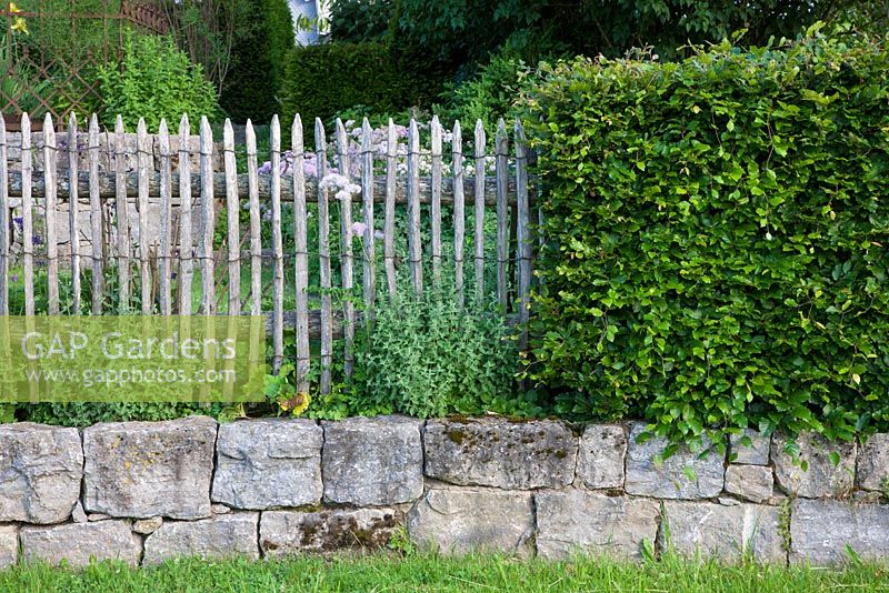 A wooden picket fence and a hornbeam hedge meet on the top of a granite dry stone wall,Fagus sylvatica, Thalictrum aquilegifolium