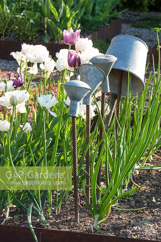 In a kitchen garden, tin bucket and shower heads on metal poles in vegetable patch with onions and Tulips