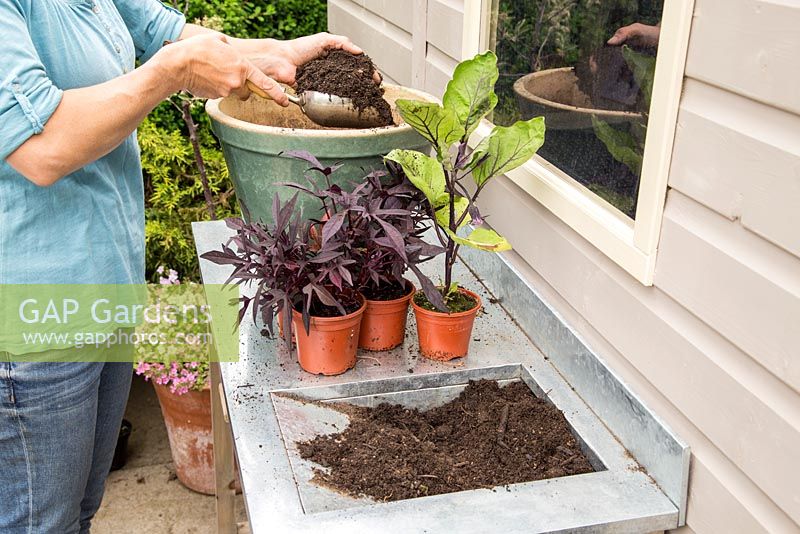 Step by Step. Planting container of Ipomoea Sweet Caroline 'Purple' and Aubergine 'Money Maker'