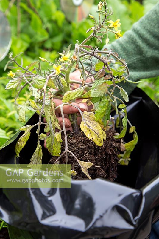 Step by Step -  Removing blight infested Tomato plants from vegetable trug