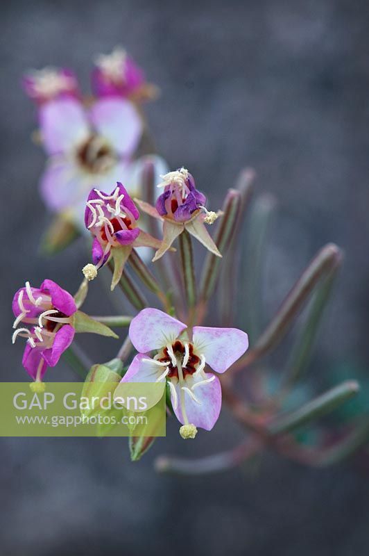 Camissonia claviformis - Brown eyed primrose, Death Valley, California