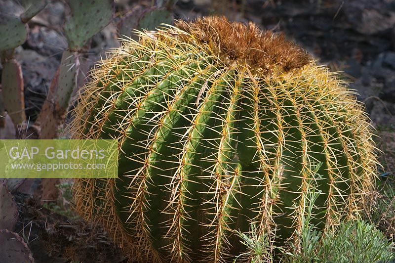 Echinocactus grusonii, Golden Barrel Cactus, Arizona USA