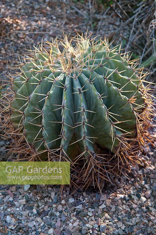 Ferocactus glaucescens, Blue Barrel Cactus, Eastern Mexico