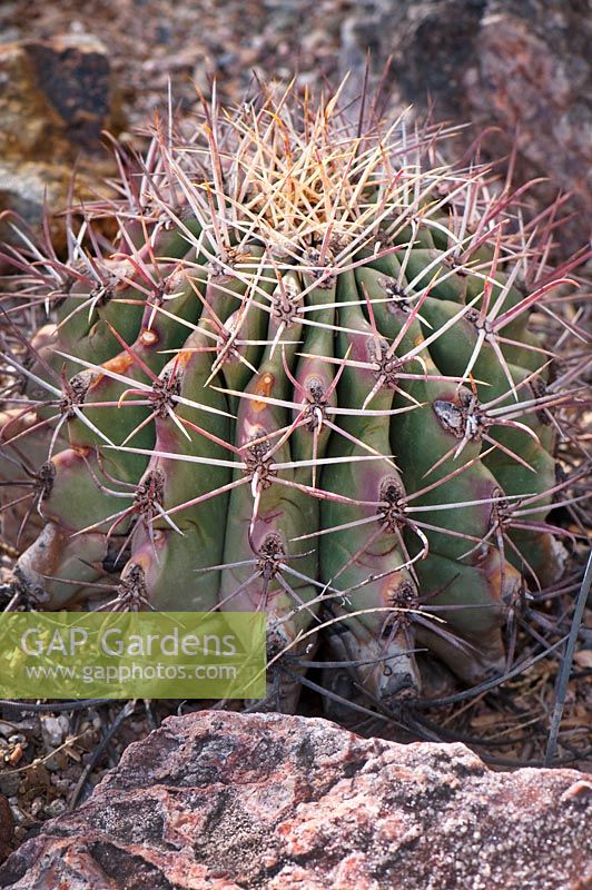 Ferocactus emoryi, Coville Barrel cactus,  Southeast Arizona, New Mexico, Mexico