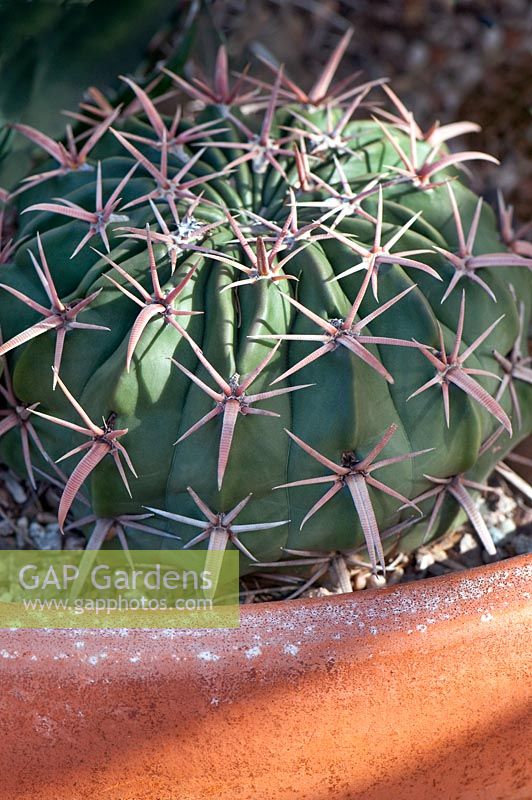 Echinocactus texensis, Horse Crippler cactus,   Texas, USA