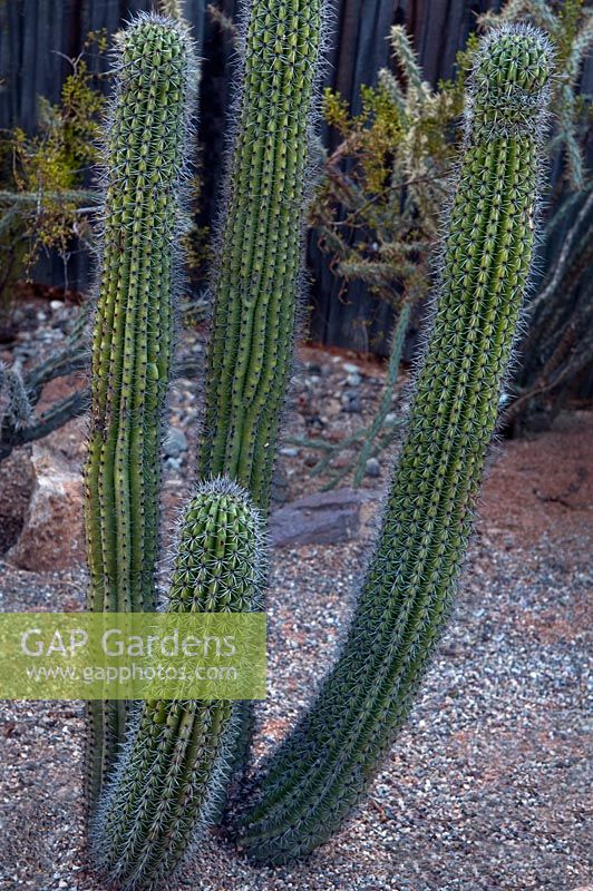 Stenocereus thurberi, Organ Pipe cactus, Arizona, USA