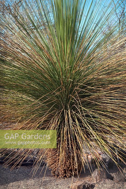 Dasylirion longissimum, the Mexican Grass Tree, is a species of flowering plant native to the Chihuahuan Desert and other xeric habitats in Northeastern Mexico