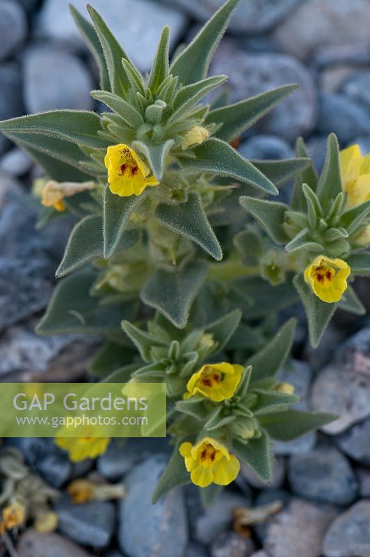 Mohavea breviflora, Lesser mohavea, Death Valley, California