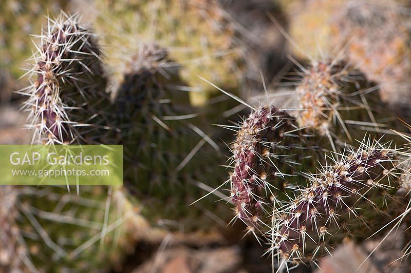 Opuntia polyacantha var. polyacantha, Hairspine Cactus, RedRocks Park, Nevada USA
